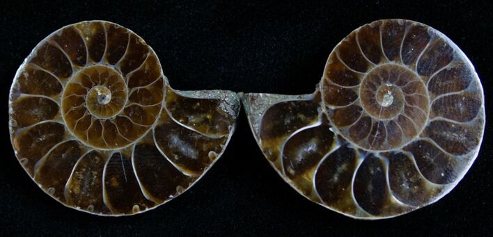 Small Desmoceras Ammonite Pair #4881
